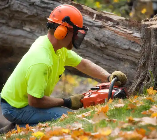 tree services Putnam Lake